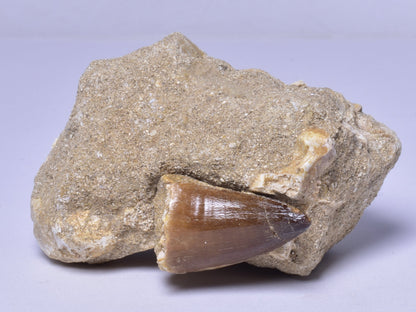 MOSASAURUS ANCEPS TOOTH FOSSIL, F1542