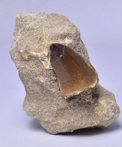 MOSASAURUS ANCEPS TOOTH FOSSIL, F1542