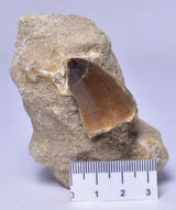MOSASAURUS ANCEPS TOOTH FOSSIL, F1542