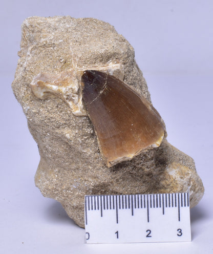 MOSASAURUS ANCEPS TOOTH FOSSIL, F1542