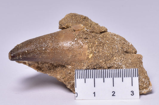 MOSASAURUS ANCEPS TOOTH FOSSIL, F1543