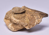 MOSASAURUS ANCEPS TOOTH FOSSIL, F1543