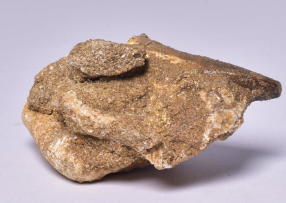MOSASAURUS ANCEPS TOOTH FOSSIL, F1543
