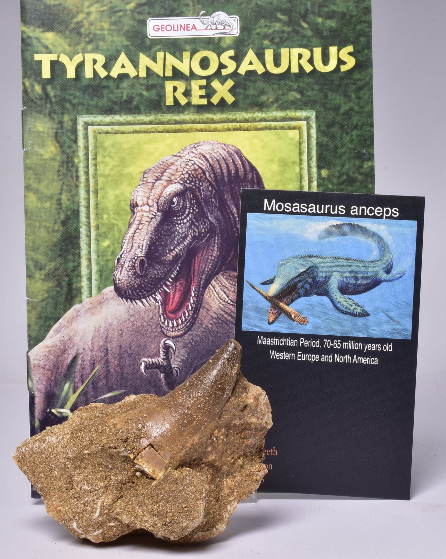 MOSASAURUS ANCEPS TOOTH FOSSIL, F1543