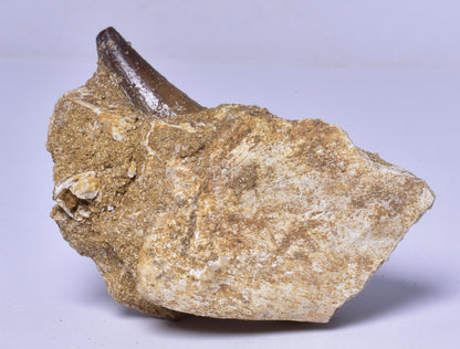 MOSASAURUS ANCEPS TOOTH FOSSIL, F1543
