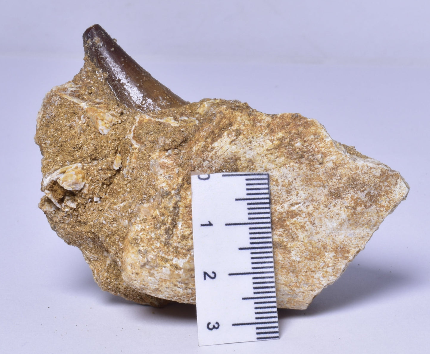 MOSASAURUS ANCEPS TOOTH FOSSIL, F1543