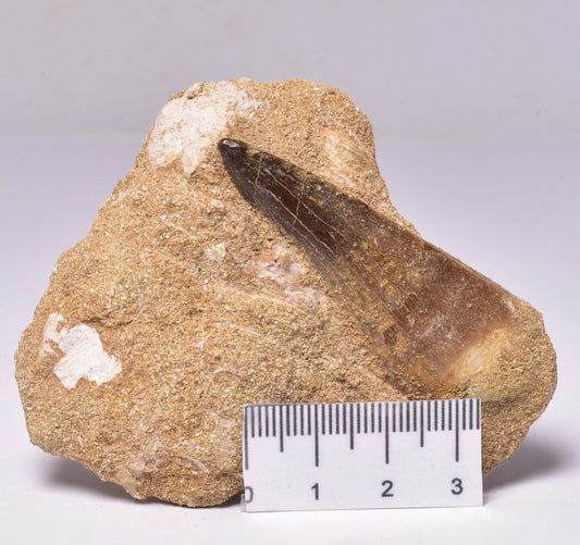 MOSASAURUS ANCEPS TOOTH FOSSIL, F1545