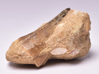 MOSASAURUS ANCEPS TOOTH FOSSIL, F1545