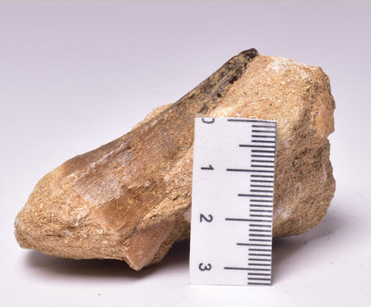 MOSASAURUS ANCEPS TOOTH FOSSIL, F1545
