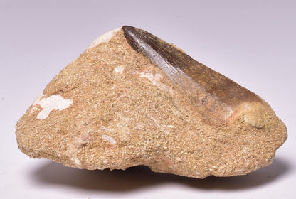 MOSASAURUS ANCEPS TOOTH FOSSIL, F1545