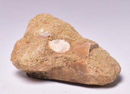 MOSASAURUS ANCEPS TOOTH FOSSIL, F1545