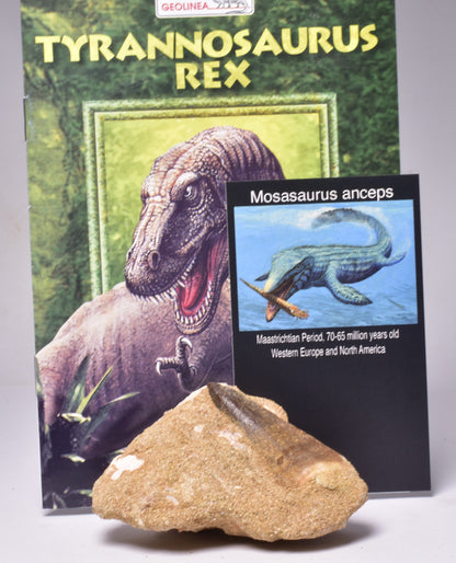 MOSASAURUS ANCEPS TOOTH FOSSIL, F1545