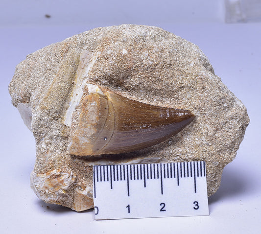 MOSASAURUS ANCEPS TOOTH FOSSIL, F1546