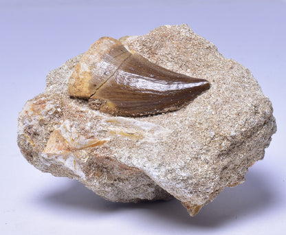 MOSASAURUS ANCEPS TOOTH FOSSIL, F1546