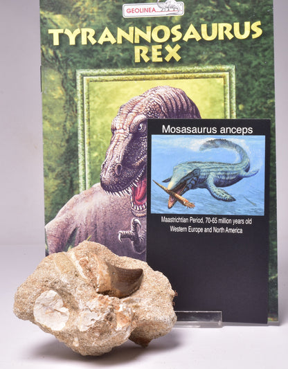 MOSASAURUS ANCEPS TOOTH FOSSIL, F1546