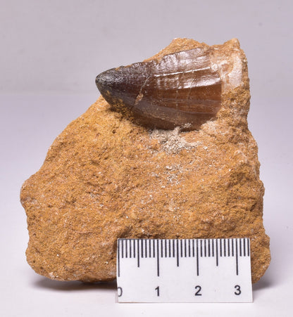 MOSASAURUS ANCEPS TOOTH FOSSIL, F1547