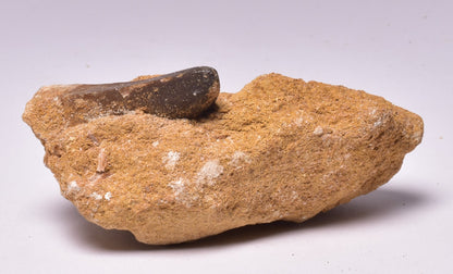 MOSASAURUS ANCEPS TOOTH FOSSIL, F1547