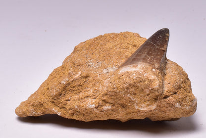 MOSASAURUS ANCEPS TOOTH FOSSIL, F1547