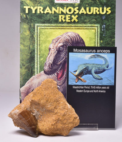 MOSASAURUS ANCEPS TOOTH FOSSIL, F1547