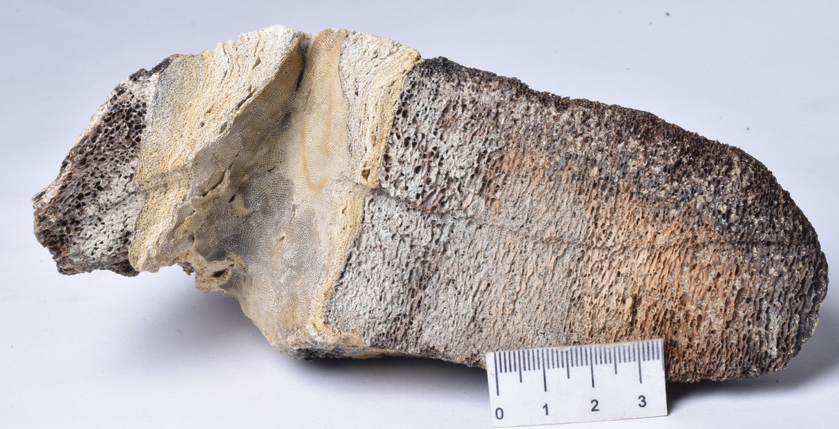 MAMMOTH BONE PLEISTOCENE, ICE AGE F1515