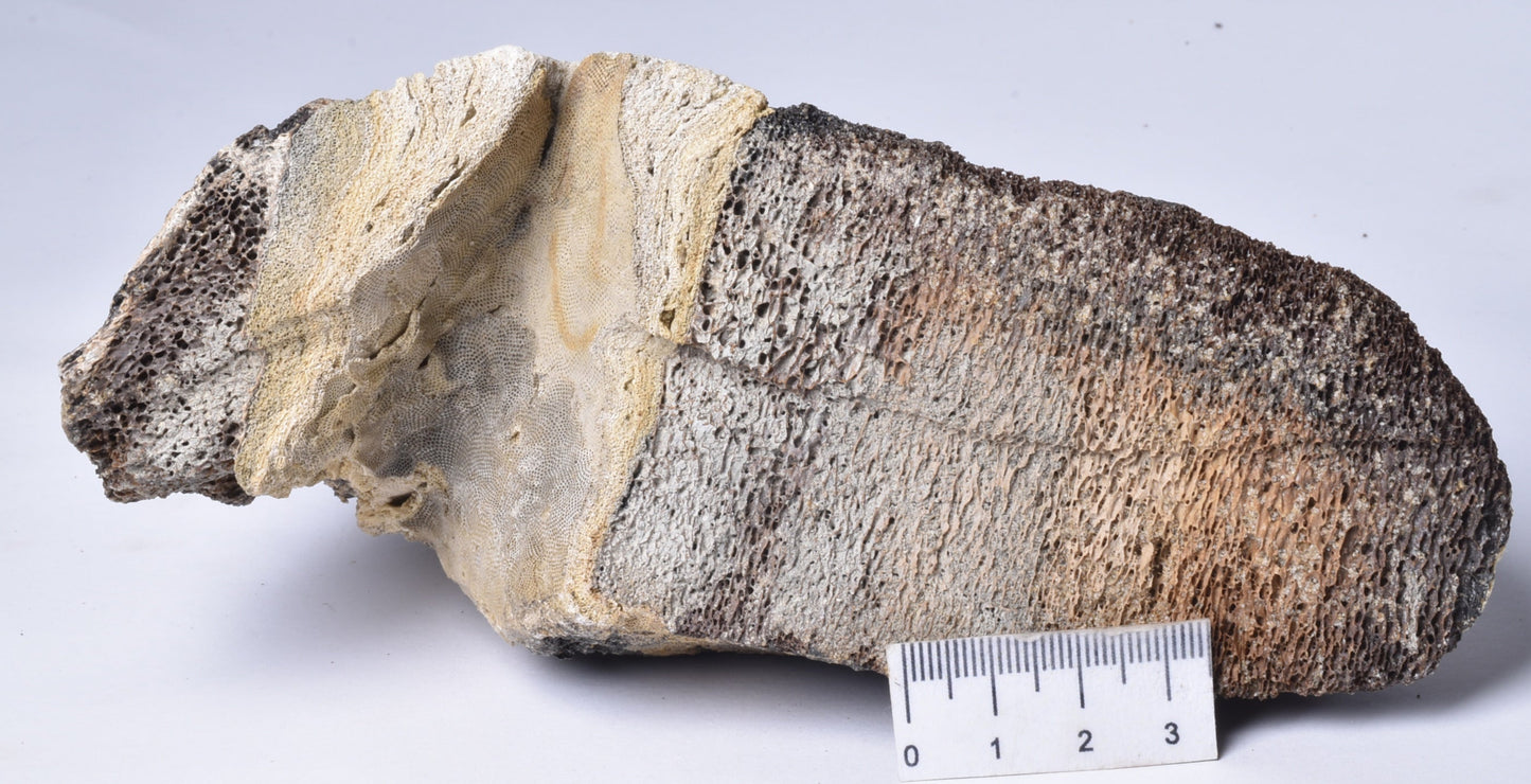 MAMMOTH BONE PLEISTOCENE, ICE AGE F1515