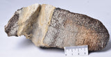 MAMMOTH BONE PLEISTOCENE, ICE AGE F1515