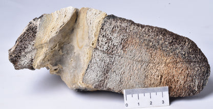 MAMMOTH BONE PLEISTOCENE, ICE AGE F1515