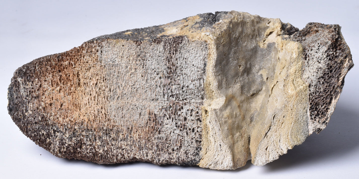 MAMMOTH BONE PLEISTOCENE, ICE AGE F1515