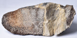 MAMMOTH BONE PLEISTOCENE, ICE AGE F1515