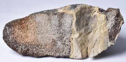 MAMMOTH BONE PLEISTOCENE, ICE AGE F1515