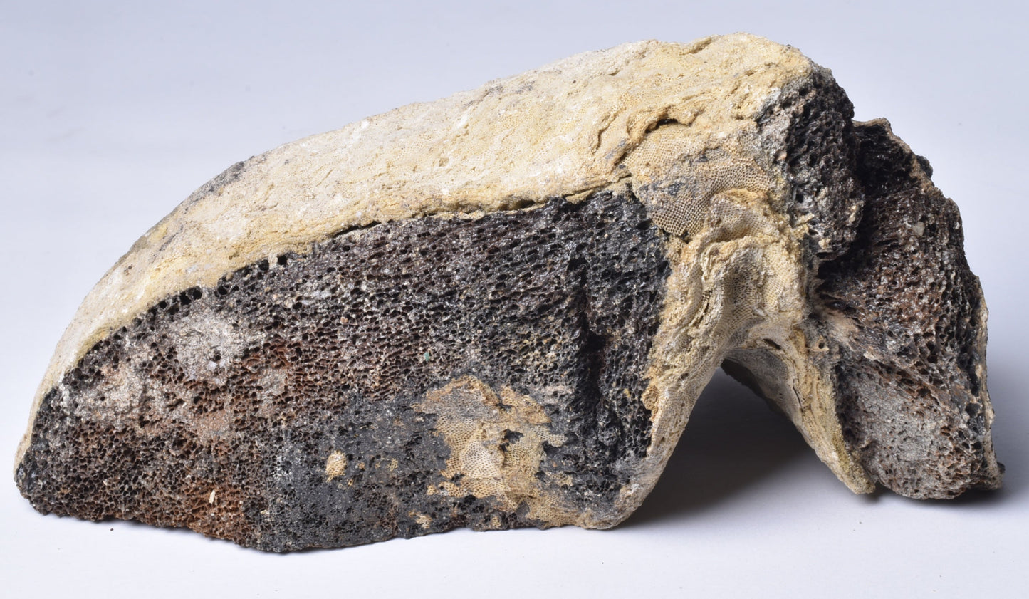 MAMMOTH BONE PLEISTOCENE, ICE AGE F1515