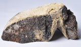 MAMMOTH BONE PLEISTOCENE, ICE AGE F1515
