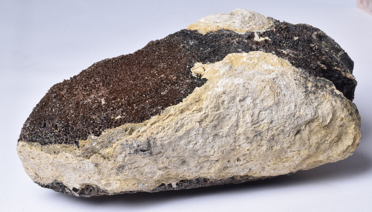 MAMMOTH BONE PLEISTOCENE, ICE AGE F1515