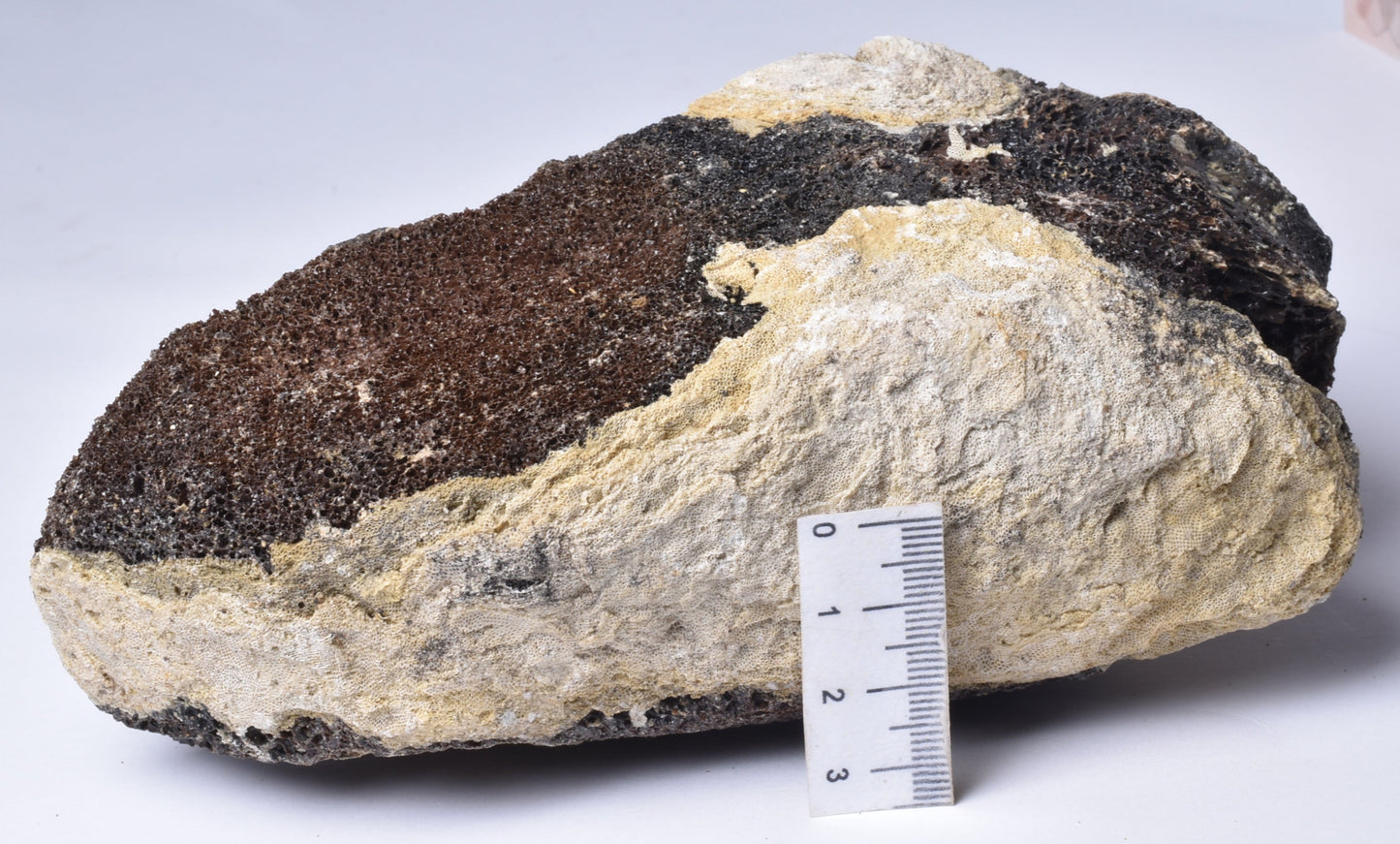 MAMMOTH BONE PLEISTOCENE, ICE AGE F1515