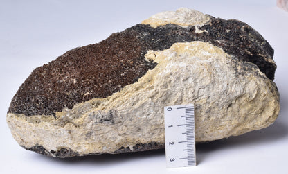 MAMMOTH BONE PLEISTOCENE, ICE AGE F1515