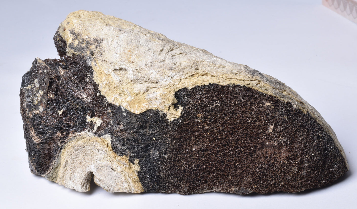 MAMMOTH BONE PLEISTOCENE, ICE AGE F1515