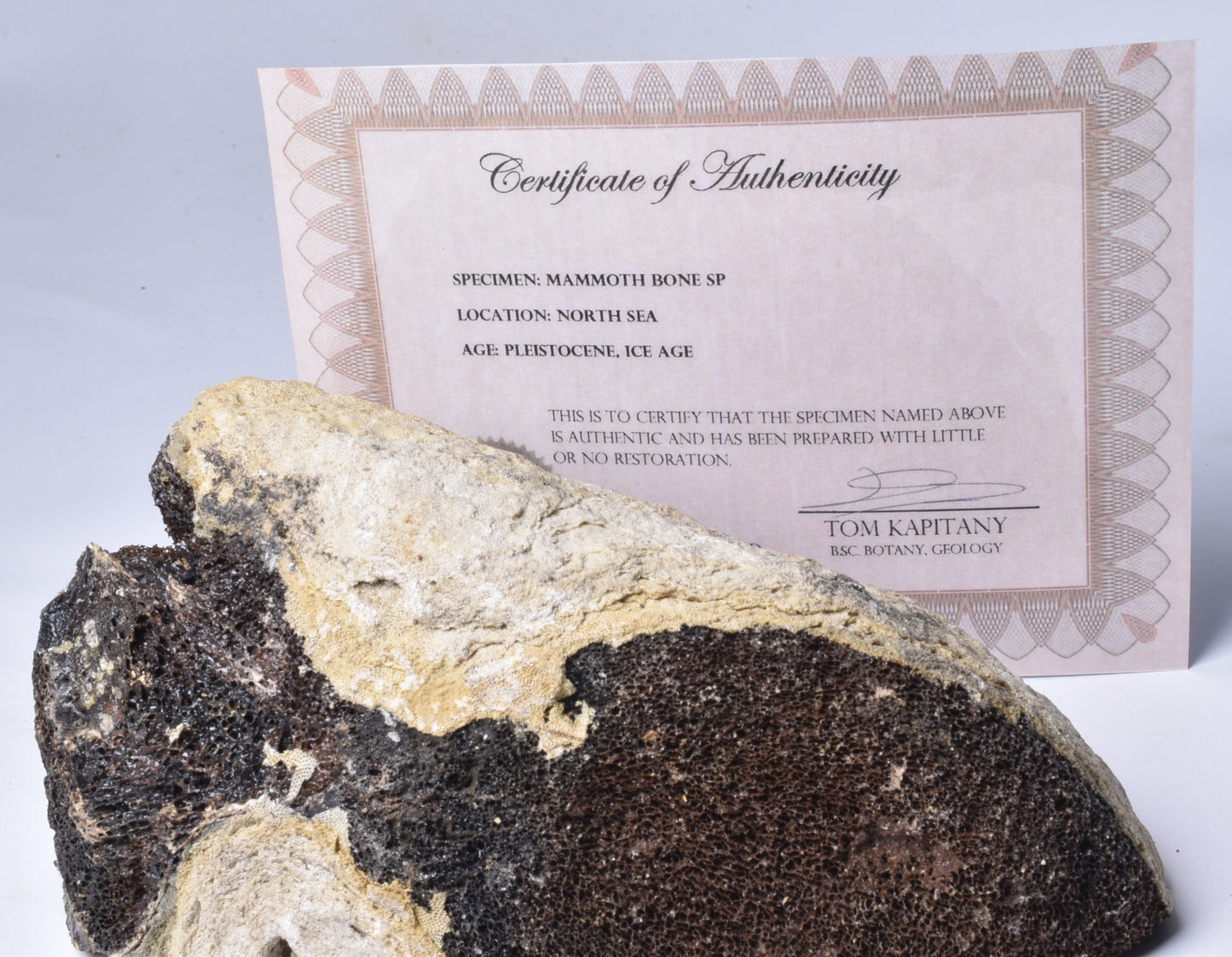 MAMMOTH BONE PLEISTOCENE, ICE AGE F1515
