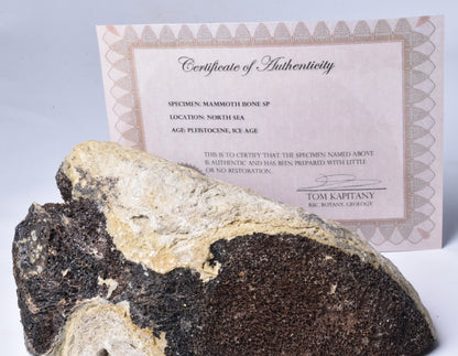 MAMMOTH BONE PLEISTOCENE, ICE AGE F1515