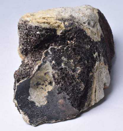 MAMMOTH BONE PLEISTOCENE, ICE AGE F1515