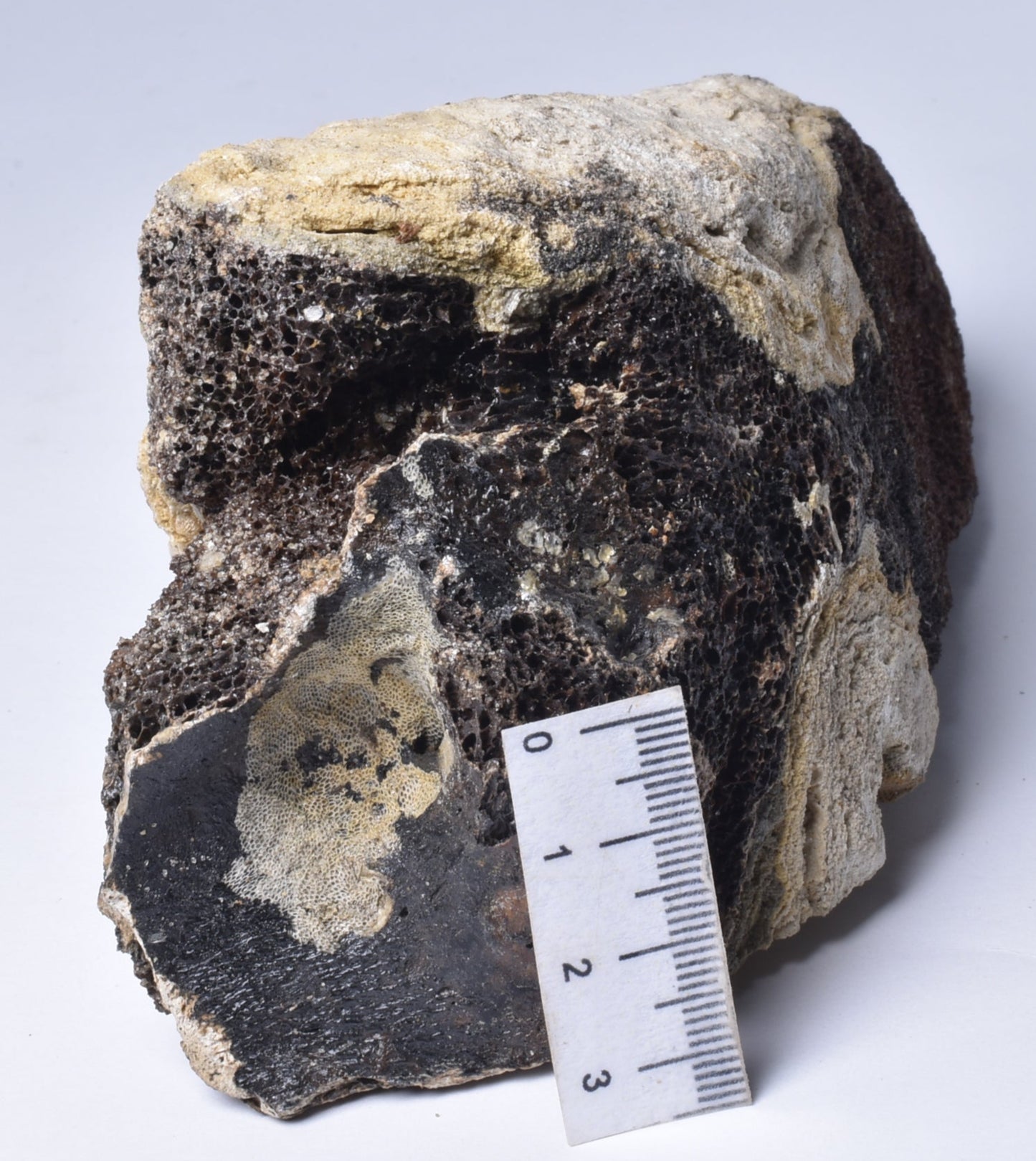 MAMMOTH BONE PLEISTOCENE, ICE AGE F1515