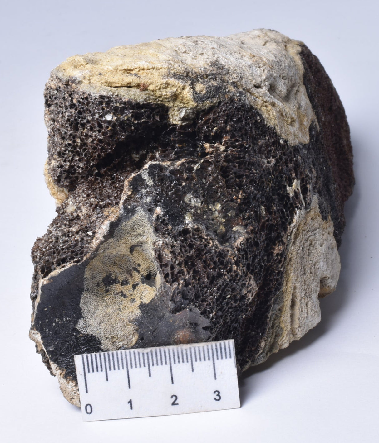 MAMMOTH BONE PLEISTOCENE, ICE AGE F1515