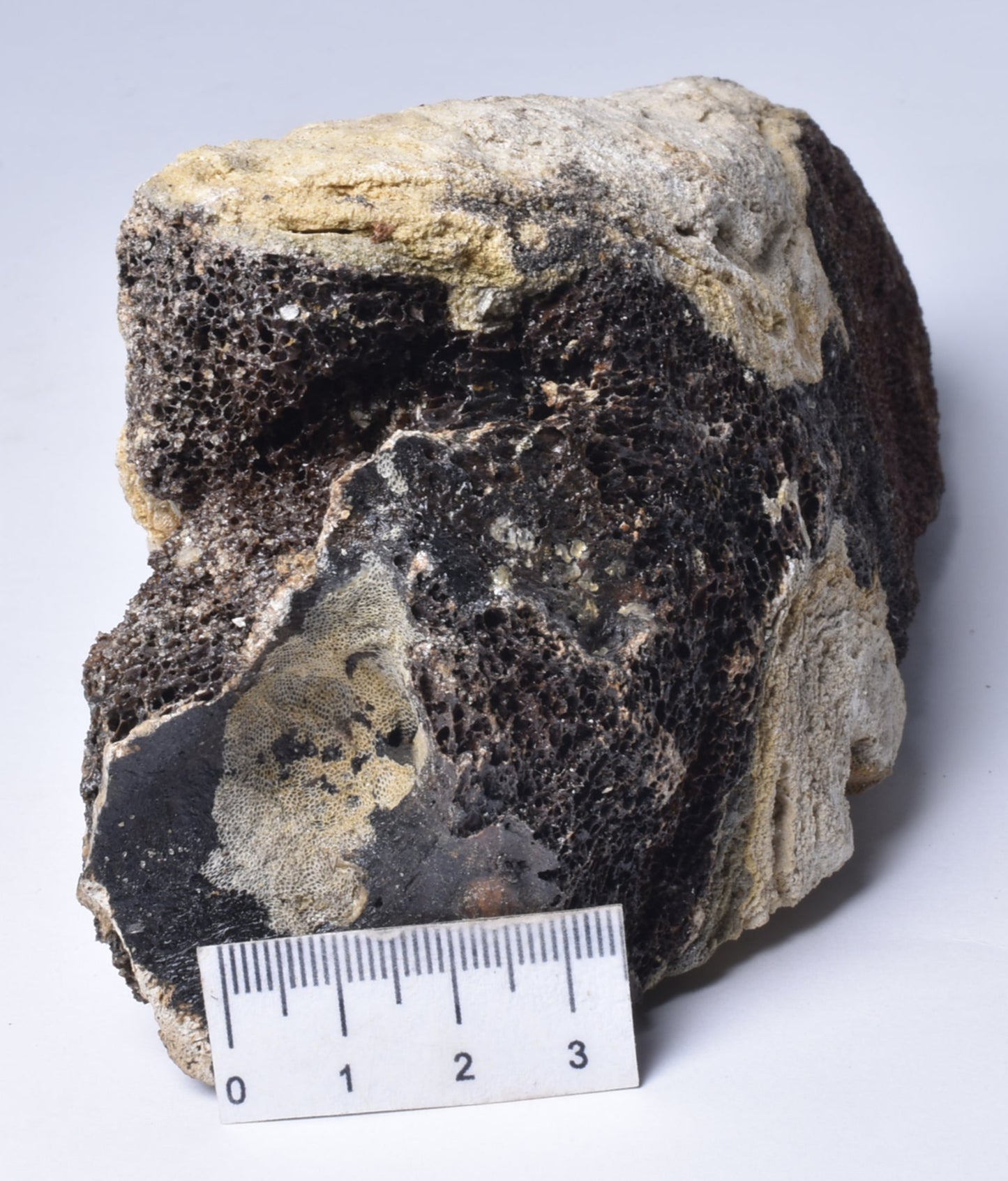MAMMOTH BONE PLEISTOCENE, ICE AGE F1515