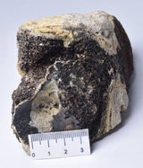 MAMMOTH BONE PLEISTOCENE, ICE AGE F1515