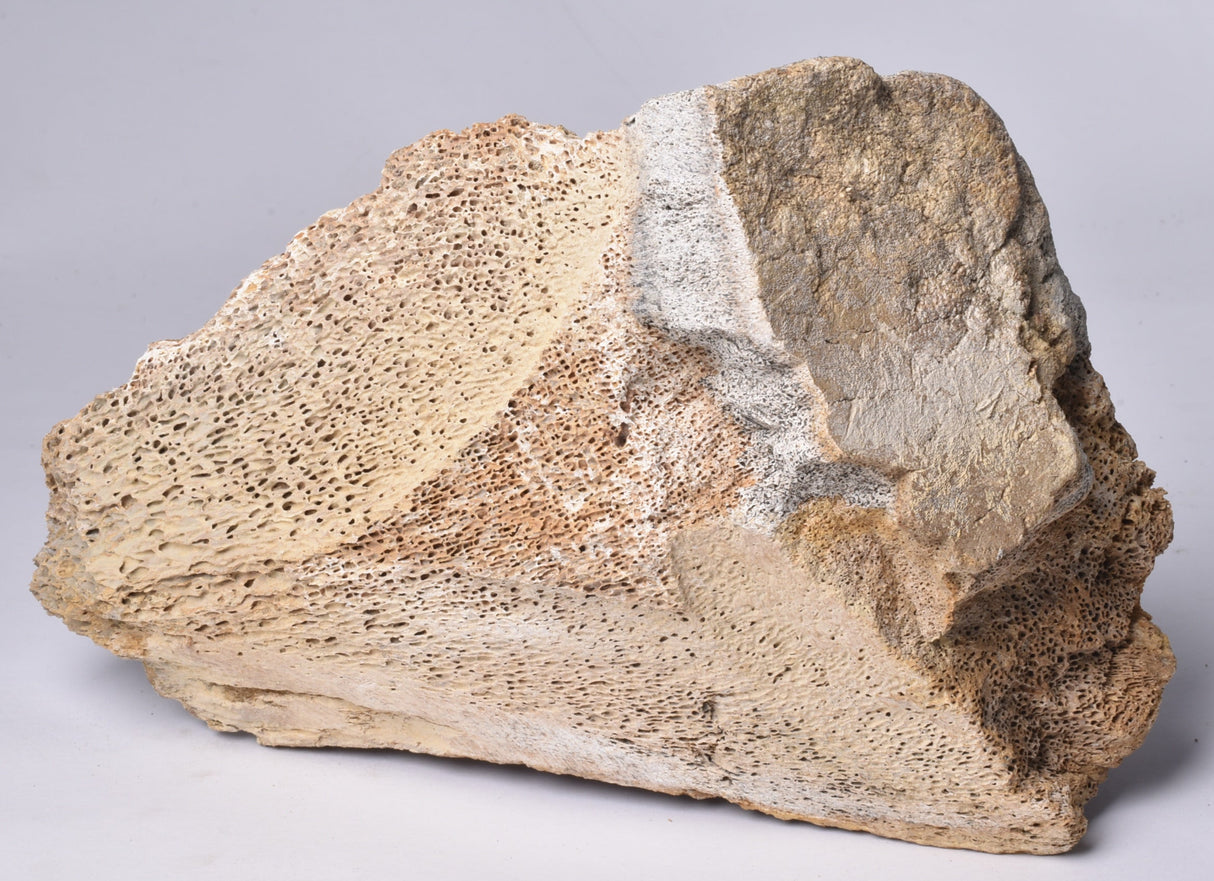 GENUINE MAMMOTH BONE PLEISTOCENE, ICE AGE F1555