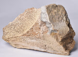 GENUINE MAMMOTH BONE PLEISTOCENE, ICE AGE F1555