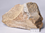 GENUINE MAMMOTH BONE PLEISTOCENE, ICE AGE F1555