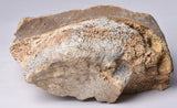 GENUINE MAMMOTH BONE PLEISTOCENE, ICE AGE F1555
