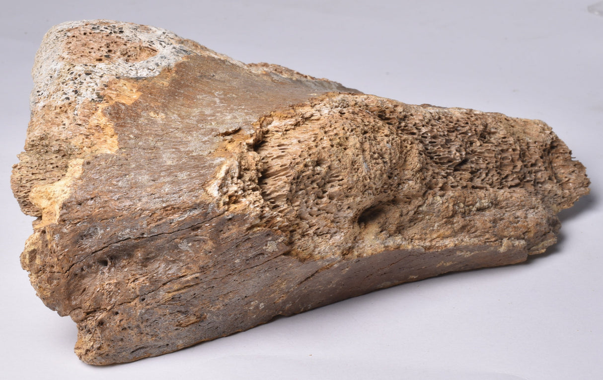 GENUINE MAMMOTH BONE PLEISTOCENE, ICE AGE F1555