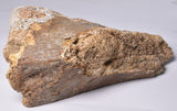 GENUINE MAMMOTH BONE PLEISTOCENE, ICE AGE F1555