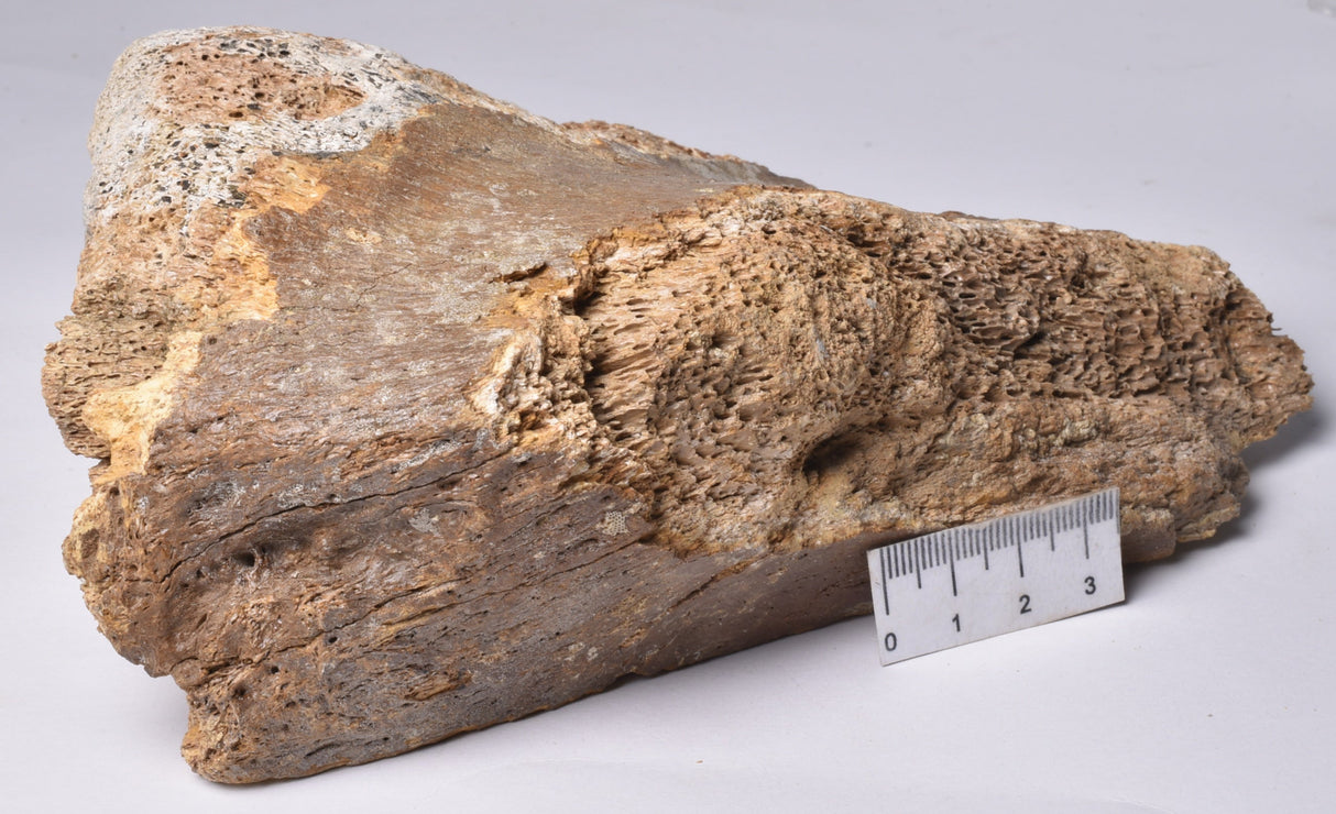 GENUINE MAMMOTH BONE PLEISTOCENE, ICE AGE F1555